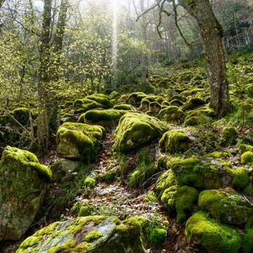 Fassadenanstrich in Kurtscheid
